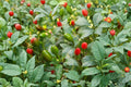Chiltepin Hot Pepper Seeds, Wild Mexican Chili, Very Hot, Capsicum annuum var. glabriusculum, 30 Seeds