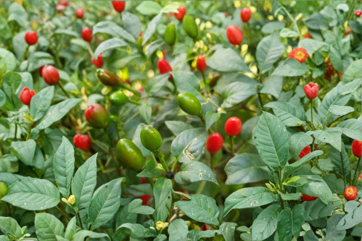 Chiltepin Hot Pepper Seeds, Wild Mexican Chili, Very Hot, Capsicum annuum var. glabriusculum, 30 Seeds