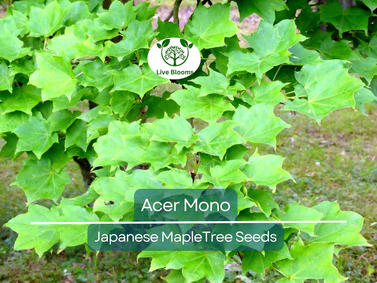 Acer Mono Seeds | Japanese Maple Tree | Rare Hardy Bonsai & Garden Planting | 10 Seeds