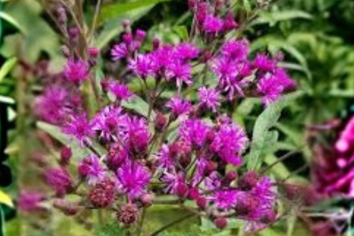 Vernonia noveboracensis Seeds – Native New York Ironweed Perennial Wildflower for Pollinator Gardens & Meadows