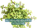 20 Unrooted Rainbow Elephant Bush Succulent Cuttings Portulacaria afra for DIY Propagation and Garden Decor