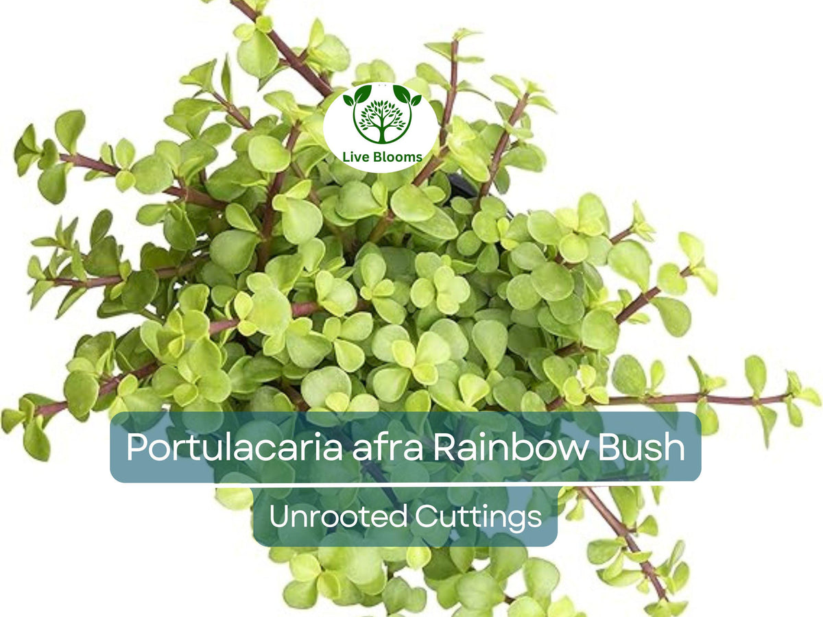 20 Unrooted Rainbow Elephant Bush Succulent Cuttings Portulacaria afra for DIY Propagation and Garden Decor