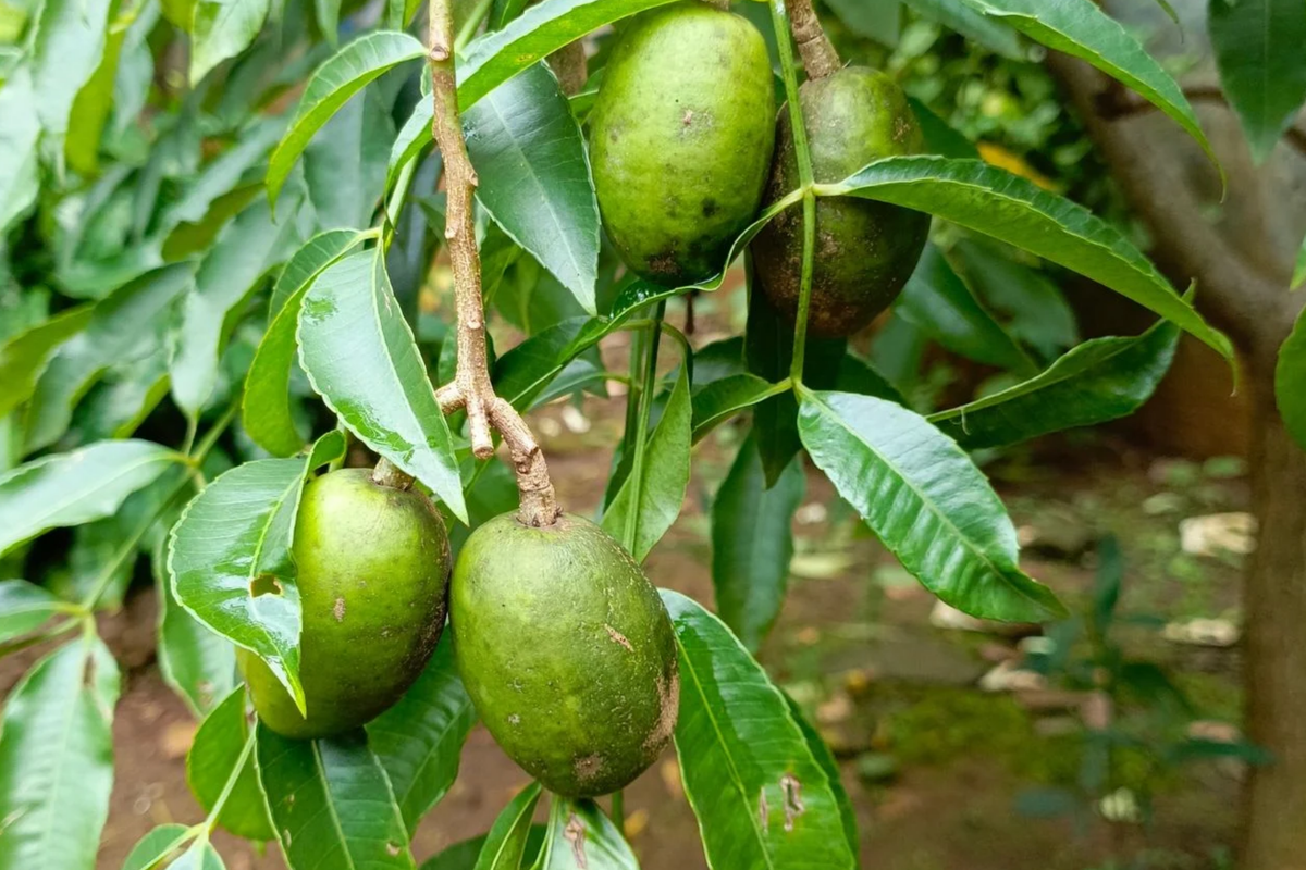 June Plum Tree Live Starter | Tropical Fruit Tree | Spondias dulcis | Grow Sweet & Tangy Exotic Fruits