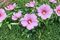Hibiscus syriacus Seeds – Rose of Sharon Flowering Shrub – Hardy Ornamental Garden Plant