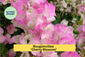Bougainvillea ‘Cherry Blossom’ Live Rooted Starter Plant Pink Flowering Vine for Garden, Patio, Container