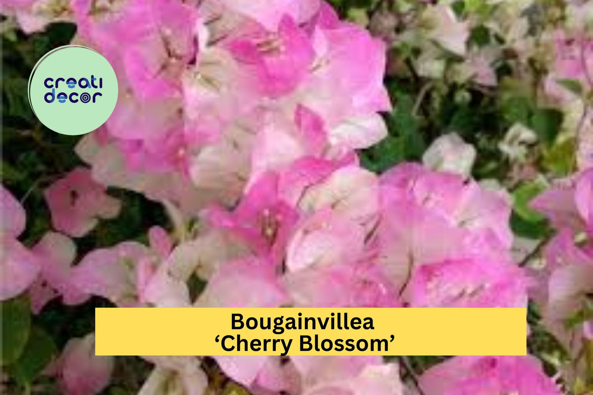 Bougainvillea ‘Cherry Blossom’ Live Rooted Starter Plant Pink Flowering Vine for Garden, Patio, Container