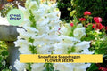 1000+ Snowflake Snapdragon Seeds – Elegant White Blooms for Garden Planting, Tall Spikes for Borders, Bouquets & Pollinator Gardens – USA
