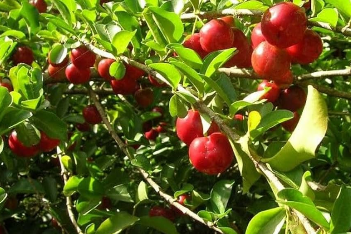Live Acerola Tree 12-24 Inches, Barbados Cherry, Vitamin C-Rich Tropical Fruit Tree, Malpighia emarginata, Compact Garden or Pot Plant