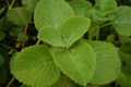 Indian Borage Live Plant 1'-2' Tall, Aromatic Tropical Herb, Culinary & Medicinal, Coleus Amboinicus