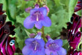 100 mg Penstemon cyanocaulis Seeds – Blue Penstemon Wildflower for Pollinator Gardens, Native Planting, Perennial, Spring Bloom