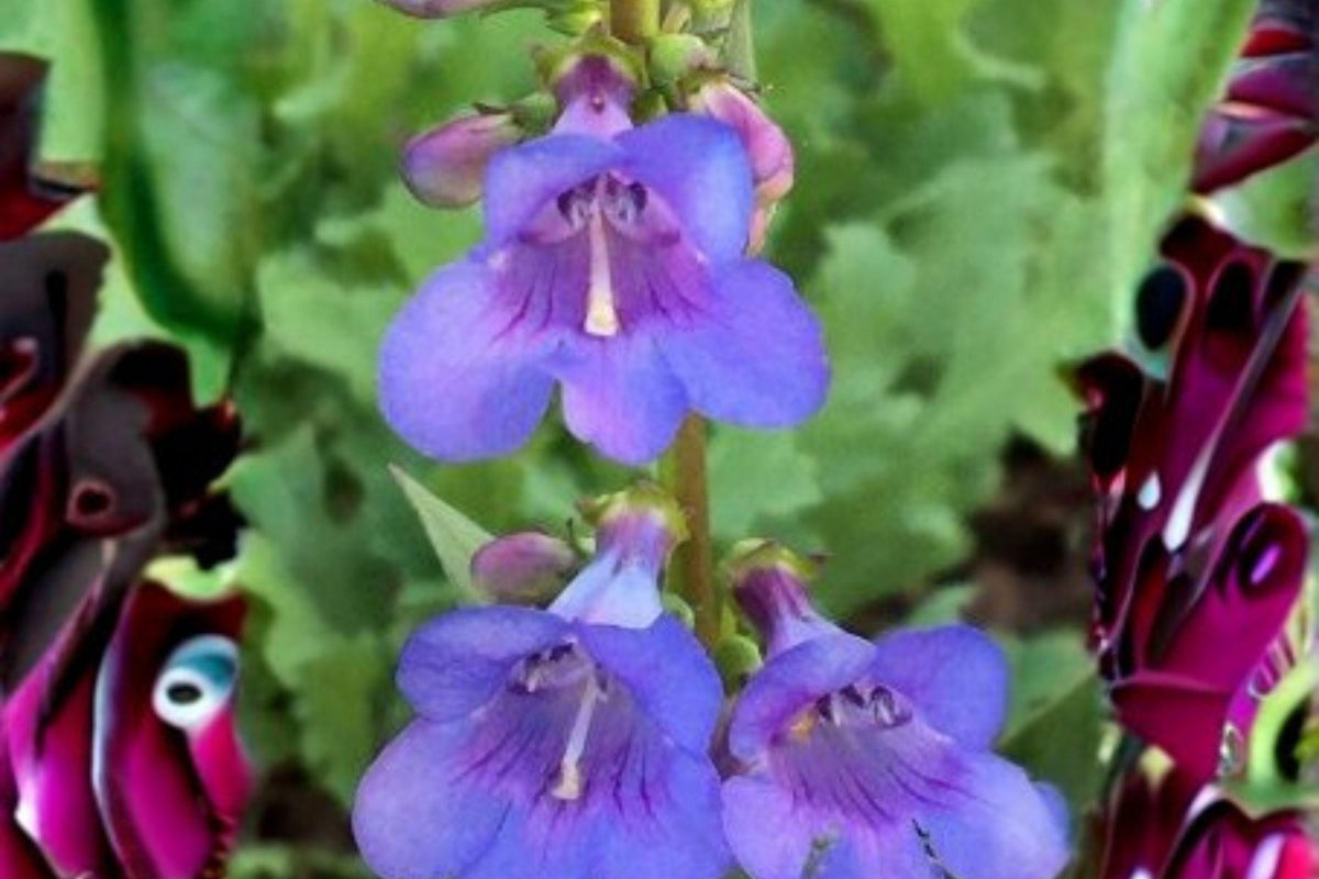 100 mg Penstemon cyanocaulis Seeds – Blue Penstemon Wildflower for Pollinator Gardens, Native Planting, Perennial, Spring Bloom