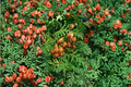 Thuja occidentalis Seeds – Eastern Arborvitae, Evergreen Conifer, 50 Seeds for Hedges & Landscaping