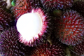 Grafted Pulasan Tree Starter Plant | Exotic Tropical Fruit | Nephelium Ramboutan-Ake | Sweet Juicy Fruit | Fast Fruiting
