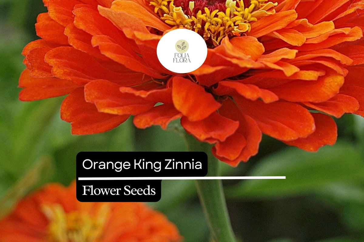 Orange King Zinnia Seeds – Vibrant Orange Blooms for Summer Gardens, Cut Flowers, Pollinator-Friendly, Zinnia elegans