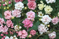 False Confederate Rose Seeds – Hibiscus paramutabilis, Hardy Everblooming Mallow, 10 Seeds for Ornamental Garden and Pollinator Habitat