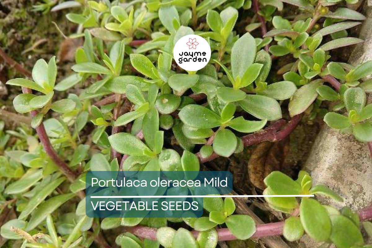2000 Red Purslane Seeds - Edible Succulent Herb - Portulaca oleracea - Verdolaga - Spinach Substitute - Nutritious Greens