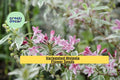 Variegated Weigela – Live Plant 12+ Inches Bare Root, Weigela florida ‘Variegata’, Hardy Flowering Shrub for Garden Borders & Landscaping