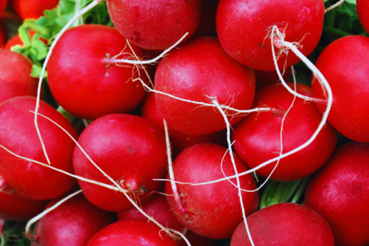 Radish Seeds | Non-GMO Vegetable Garden Seeds | Fast-Growing Crisp Varieties | Raphanus sativus