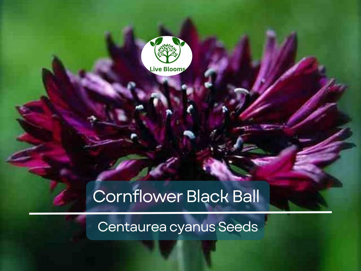 250 Cornflower Black Ball Seeds - Vibrant Purple Bachelor Button, Non-GMO, USA Grown, Cut Flowers & Garden Pollinator-Friendly