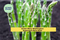Mary Washington Asparagus Crowns – 2-Year-Old Bare Root Perennials for Home Garden, Heirloom, Green Asparagus, Asparagus officinalis