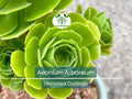 2 Unrooted Aeonium Arboreum Cuttings – Succulent Grafting & Propagation, Aeonium Tree, 2-4"