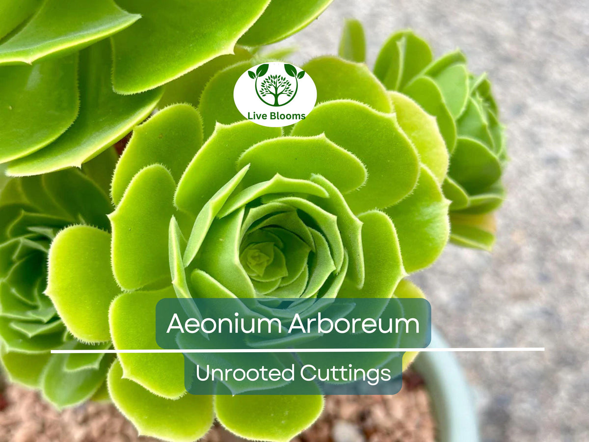 2 Unrooted Aeonium Arboreum Cuttings – Succulent Grafting & Propagation, Aeonium Tree, 2-4"