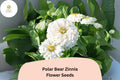 Polar Bear Zinnia Seeds – 100+ White Annual Flowers for Garden, Borders, Cut Flowers, Butterfly Attractant, Zinnia elegans
