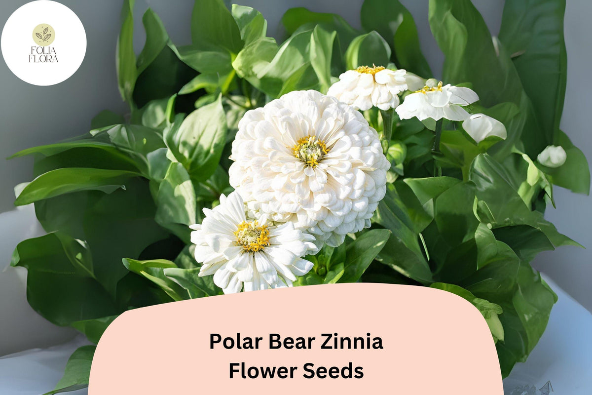 Polar Bear Zinnia Seeds – 100+ White Annual Flowers for Garden, Borders, Cut Flowers, Butterfly Attractant, Zinnia elegans