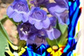 Alpine Penstemon Seeds, 100 mg, Blue Violet Wildflower, Pollinator Garden, Penstemon glaber var. alpinus, Perennial, Rock Garden