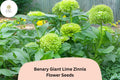 100+ Benary Giant Lime Zinnia Seeds – Lime Green Blooms, Tall Annual, Zinnia elegans for Cut Flowers & Summer Gardens