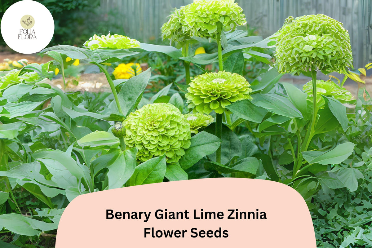 100+ Benary Giant Lime Zinnia Seeds – Lime Green Blooms, Tall Annual, Zinnia elegans for Cut Flowers & Summer Gardens