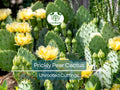 Prickly Pear Cactus Unrooted Cuttings – Edible Fruit, Vibrant Orange Pink Yellow Blooms, Hardy Desert Plant for Gardens & Containers
