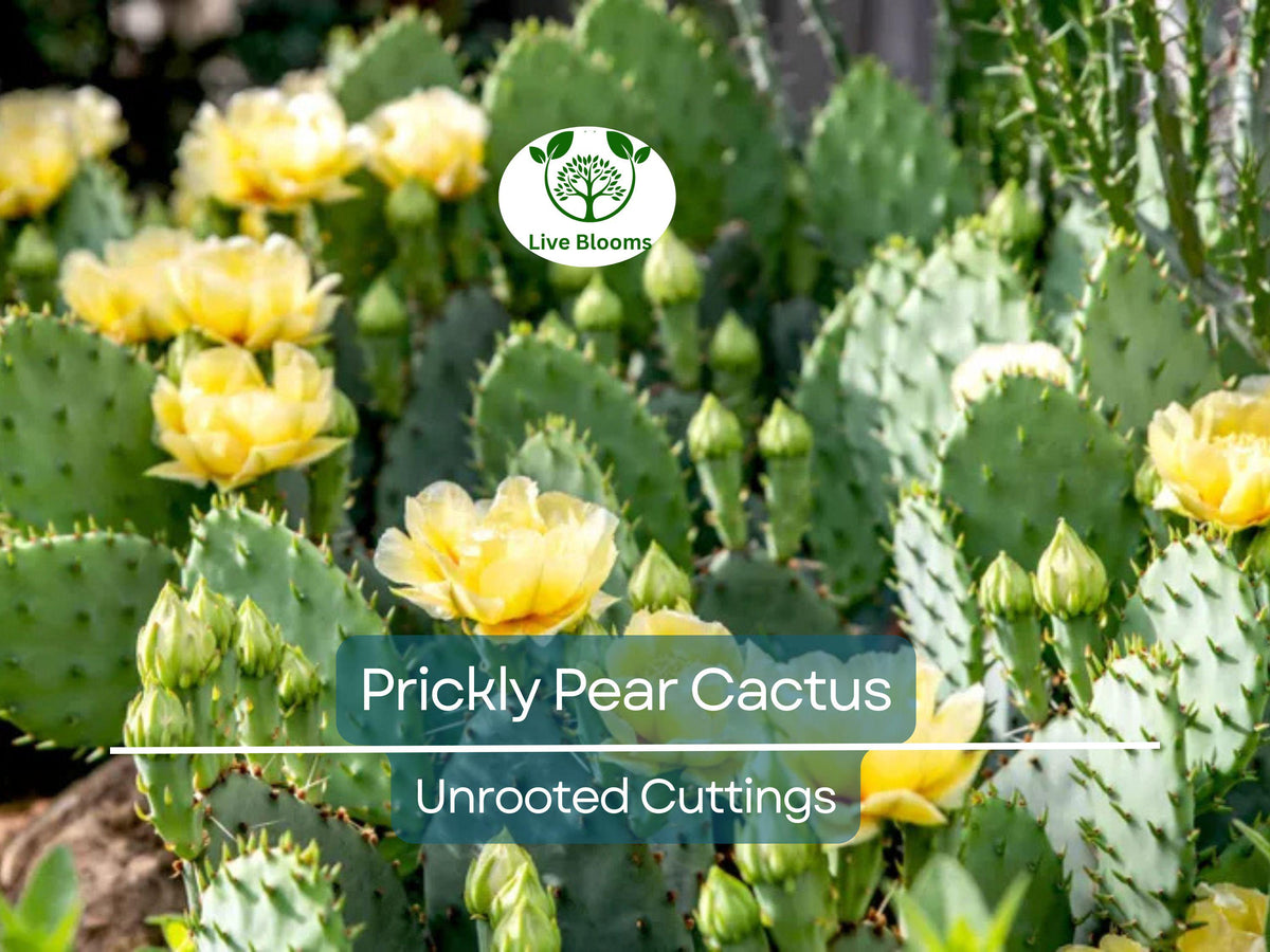 Prickly Pear Cactus Unrooted Cuttings – Edible Fruit, Vibrant Orange Pink Yellow Blooms, Hardy Desert Plant for Gardens & Containers