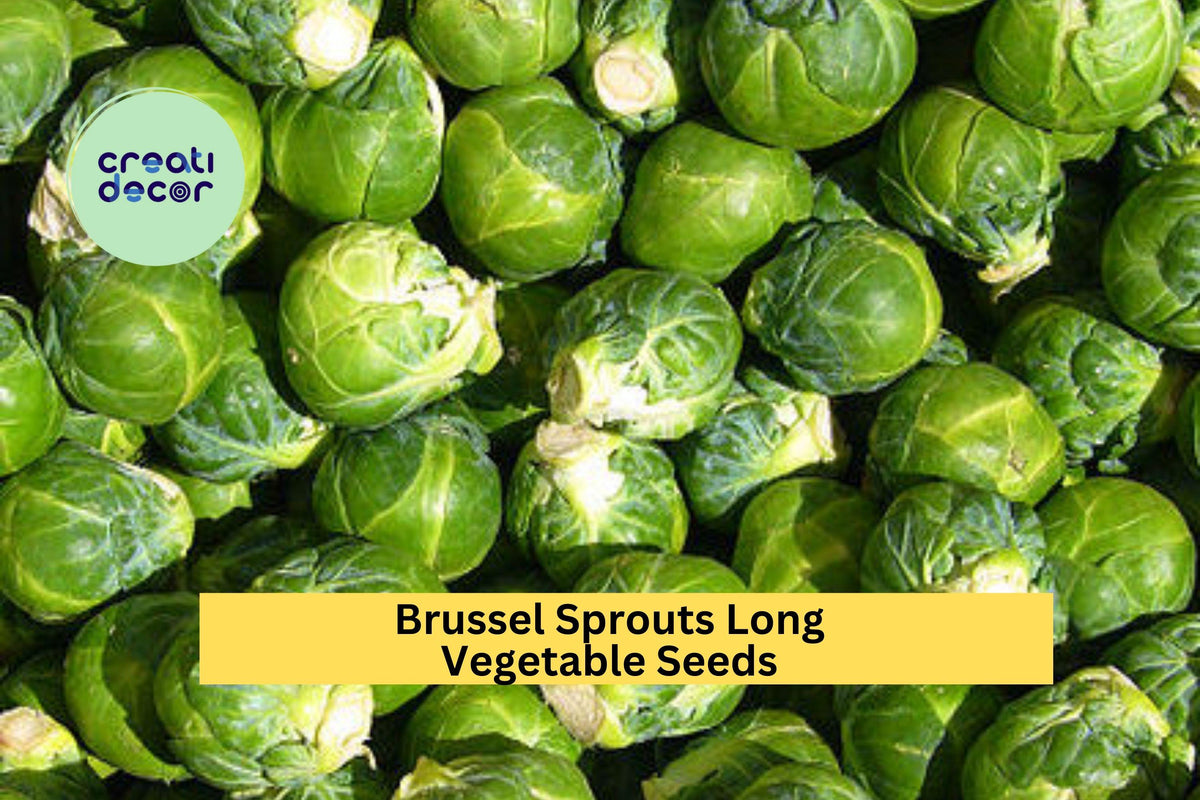 Brussels Sprouts Seeds 3 Pack – Long Island Improved Heirloom Compact Green Vegetables Brassica oleracea