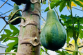 Hanging Papaya Tree Starter Plant 1-2’ Carica papaya Tropical Fruit Tree Easy to Grow
