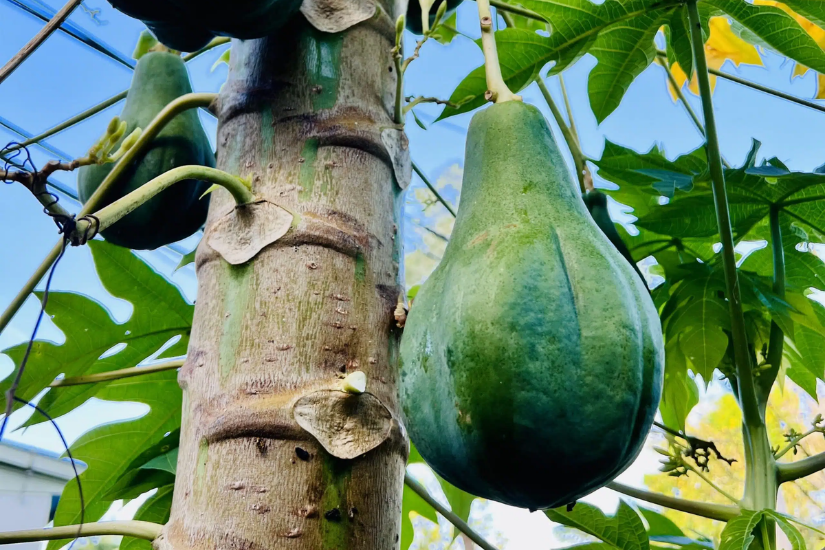 Hanging Papaya Tree Starter Plant 1-2’ Carica papaya Tropical Fruit Tree Easy to Grow