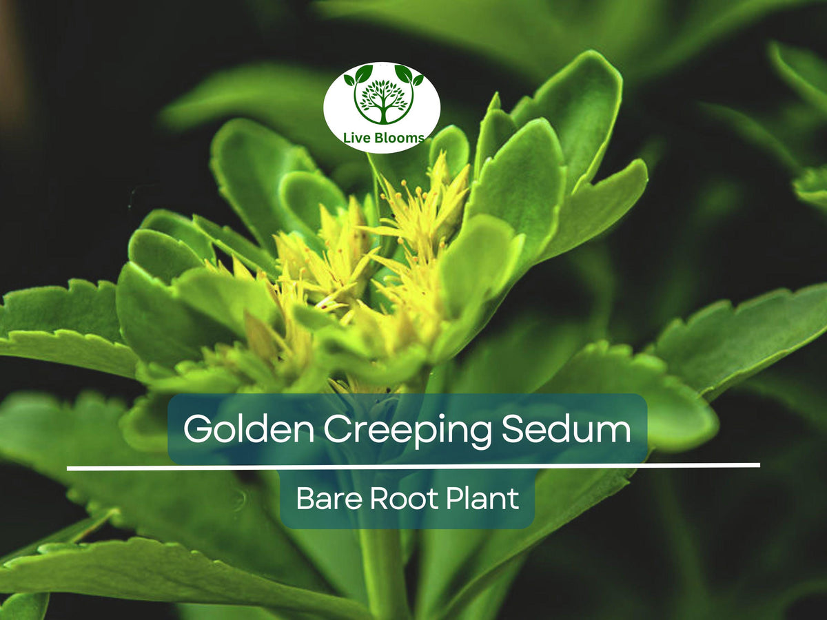 15 Bare Root Golden Creeping Sedum (Sedum acre) Ground Cover, Drought Tolerant Perennial for Gardens & Landscaping
