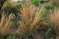100 Broomsedge Seeds – Native Prairie Grass, Andropogon virginicus, Ornamental & Wildlife Habitat Seed