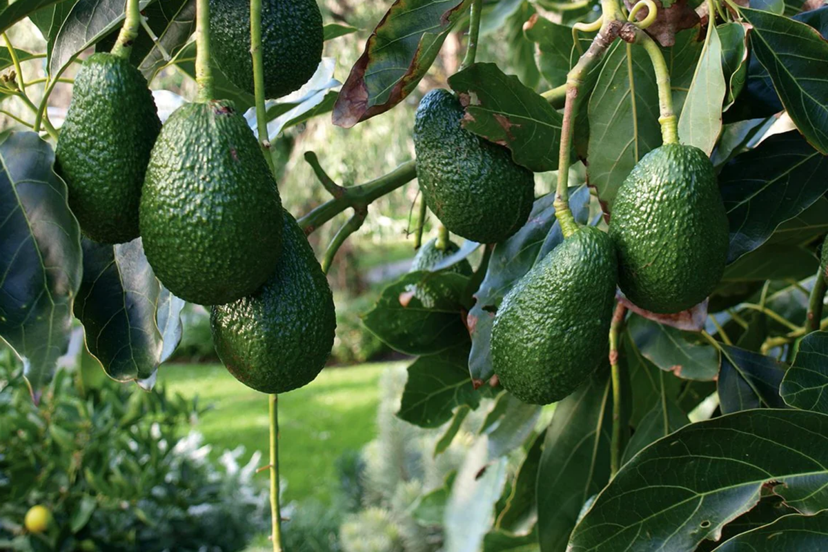 Grafted Hass Avocado Tree 12-24 Inches Live Tropical Fruit Plant Persea americana Homegrown Avocado Starter