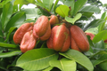 Ackee Tree Starter Plant 12-24 Inches Live Tropical Fruit Tree Blighia sapida Caribbean Culinary Fruit