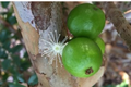 White Jaboticaba Starter Plant - Live Tropical Fruit Tree 8"-15" - Plinia cauliflora, Exotic Edible Landscape Plant