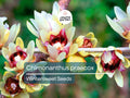 10 Seeds Chimonanthus Praecox Wintersweet Ornamental Shrub Fragrant Yellow Blooms, Hardy Perennial Planting Seed Kit