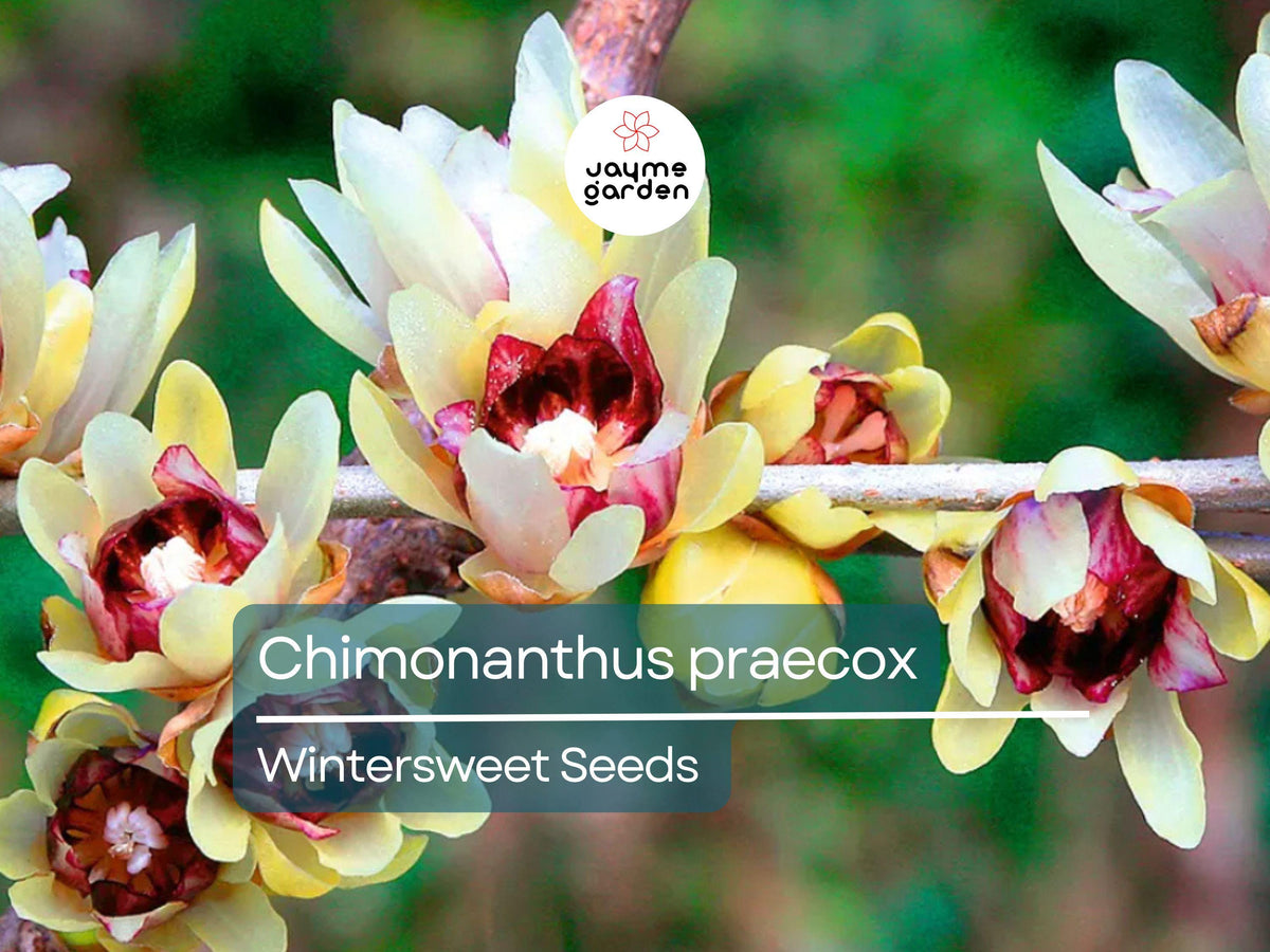 10 Seeds Chimonanthus Praecox Wintersweet Ornamental Shrub Fragrant Yellow Blooms, Hardy Perennial Planting Seed Kit