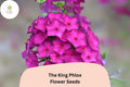 100+ The King Phlox Seeds – Pink Annual Garden Flowers, Phlox drummondii, Butterfly Attracting, Full Sun, Well-Drained Soil