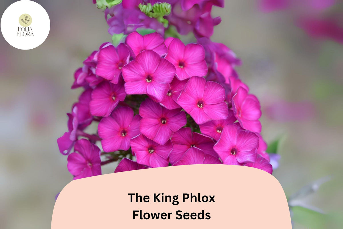 100+ The King Phlox Seeds – Pink Annual Garden Flowers, Phlox drummondii, Butterfly Attracting, Full Sun, Well-Drained Soil