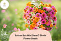 Button Box Mix Zinnia Seeds – Dwarf Zinnia elegans for Borders, Pots & Garden Beds, Bright Multicolored Blooms