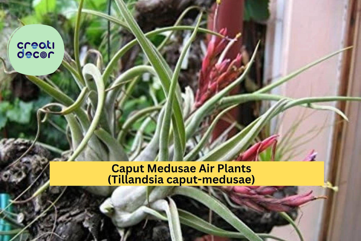 Caput Medusae Air Plants 5 Pack – Tillandsia caput-medusae – Exotic Low Maintenance Indoor Decor, Silver-Green Foliage, Easy Care Epiphytes