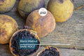 Black Walnut Trees - 3-4 ft Bare Root Seedlings for USDA Zones 4-9, Nut Production & Landscaping