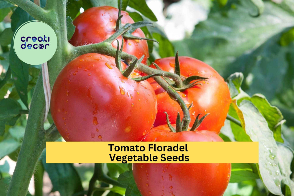 3pcs Floradel Tomato Seeds – Crack-Resistant, Juicy, Large Heirloom Solanum lycopersicum for Slicing & Salads