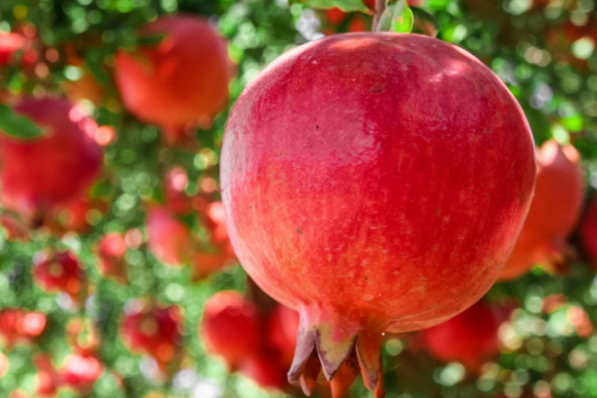 Pomegranate Tree Starter Plant 10-24 Inches Punica granatum Hardy Fruit Tree for Gardens or Containers